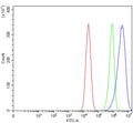 Flow cytometry testing of human Caco-2 cells with ZNF609 antibody at 1ug/million cells (blocked with goat sera); Red=cells alone, Green=isotype control, Blue= ZNF609 antibody.