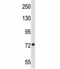 MFN1 antibody western blot analysis in Jurkat lysate.