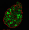 Immunofluorescent staining of PFA-fixed human MCF7 cells with p27Kip1 antibody (clone SX53G8, green) and Phalloidin (red).
