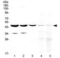 Western blot testing of 1) rat brain, 2) mouse brain, 3) human U-87MG (glioma), 4) human Jurkat and 5) human HeLa cell lysate with HOMER3 antibody at 0.5ug/ml. Predicted molecular weight ~40 kDa, can be observed at 45-47 kDa.
