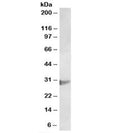 Western blot testing of U937 lysate with CLIC1 antibody at 2ug/ml. Expected molecular weight: 27-30 kDa.