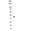 Western blot testing of XRCC3 antibody and mouse brain lysate; Predicted molecular weight: ~38kDa.