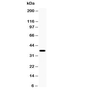 Western blot testing of XRCC3 antibody and mouse brain lysate; Predicted molecular weight: ~38kDa.