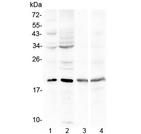 Western blot testing of human 1) HepG2, 2) HeLa, 3) HL-60 and 4) Jurkat cell lysate with Myoglobin antibody at 0.5ug/ml. Predicted molecular weight ~17 kDa.