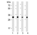 Western blot testing of human 1) SW480, 2) PANC-1, 3) MCF7 and 4) HeLa cell lysate with OR7C2 antibody at 1:1000. Predicted molecular weight ~35 kDa.