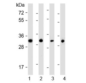 Western blot testing of human 1) SW480, 2) PANC-1, 3) MCF7 and 4) HeLa cell lysate with OR7C2 antibody at 1:1000. Predicted molecular weight ~35 kDa.