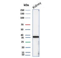 Western blot testing of human kidney tissue lysate with recombinant Napsin A antibody. Expected molecular weight: 38-45 kDa.