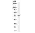 Western blot testing of human placenta lysate with biotinylated AIBZIP antibody at 1ug/ml. Predicted molecular weight: ~45kDa.