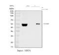 Immunoprecipitating PD-ECGF/TYMP in SiHa whole cell lysate. Western blot analysis of PD-ECGF/TYMP using anti-TYMP antibody. Lane 1: SiHa whole cell lysates (30ug), Lane 2: Rabbit control IgG instead of anti-TYMP antibody in SiHa whole cell lysate, Lane 3: anti-TYMP antibody (2ug) + SiHa whole cell lysate (500ug). After electrophoresis, proteins were transferred to a membrane. Then the membrane was incubated with rabbit anti-TYMP antibody at a dilution of 0.5 ug/ml and probed with a goat anti-rabbit IgG-HRP
