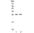 Western blot testing of human 1) Jurkat and 2) K562 cell lysate with GITR antibody at 0.5ug/ml. Predicted molecular weight ~26 kDa.
