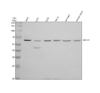 Western blot analysis of NR1D1 using anti-NR1D1 antibody. Electrophoresis was performed on a 10% SDS-PAGE gel at 80V (Stacking gel) / 120V (Resolving gel) for 2 hours. Lane 1: human whole cell lysates, Lane 2: human HepG2 whole cell lysates, Lane 3: human Jurkat whole cell lysates, Lane 4: human Hela whole cell lysates, Lane 5: rat RH-35 whole cell lysates, Lane 6: mouse NIH/3T3 whole cell lysates. After electrophoresis, proteins were transferred to a nitrocellulose membrane at 150 mA for 50-90 min.