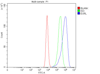 Flow Cytometry analysis of Caco-2 cells using anti-EURL antibody. Overlay histogram showing Caco-2 cells stained with (Blue line). To facilitate intracellular staining, cells were fixed with 4% paraformaldehyde and permeabilized with permeabilization buffer. The cells were blocked with 10% normal goat serum. And then incubated with rabbit anti-EURL antibody (1 ug/million cells) for 30 min at 20oC.