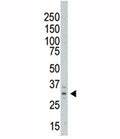 Western blot testing of AURKC antibody and A375 cell lysate. Predicted molecular weight ~ 33 kDa.