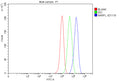 Flow Cytometry analysis of MCF-7 cells using anti-CIAO3 antibody. Overlay histogram showing MCF-7 cells stained with (Blue line). The cells were fixed with 4% paraformaldehyde and blocked with 10% normal goat serum. And then incubated with rabbit anti-CIAO3 antibody (1 ug/million cells) for 30 min at 20oC. DyLight 488 conjugated goat anti-rabbit IgG (5-10 ug/million cells) was used as secondary antibody for 30 min at 20oC.