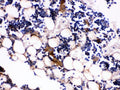 IHC testing of FFPE mouse bone tissue with Osteocalcin antibody. HIER: Boil the paraffin sections in pH 6, 10mM citrate buffer for 20 minutes and allow to cool prior to testing.