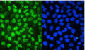 IF/ICC staining of FFPE human A431 cells with MCM2 antibody (green) at 2ug/ml and DAPI nuclear stain (blue). HIER: steam section in pH6 citrate buffer for 20 min.