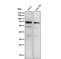 All lanes use the Phospho-PKC alpha (Thr497) antibody at 1:1K dilution for 1 hour at room temperature.