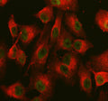 Immunofluorescent staining of NCOA6 using anti-NCOA6 antibody (green) and anti-Beta Tubulin antibody (red). NCOA6 was detected in an immunocytochemical section of cells. Enzyme antigen retrieval was performed using IHC enzyme antigen retrieval reagent for 15 mins. The cells were blocked with 10% goat serum. And then incubated with 5 ug/ml rabbit anti-NCOA6 antibody and mouse anti-Beta Tubulin antibody overnight at 4oC.