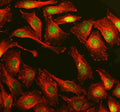 Immunofluorescent staining of MPLKIP using anti-MPLKIP antibody (green) and anti-Beta Tubulin antibody (red). MPLKIP was detected in an immunocytochemical section of U2OS cells. Enzyme antigen retrieval was performed using IHC enzyme antigen retrieval reagent for 15 mins. The cells were blocked with 10% goat serum. And then incubated with 5 ug/ml rabbit anti-MPLKIP antibody and mouse anti-Beta Tubulin antibody overnight at 4oC.