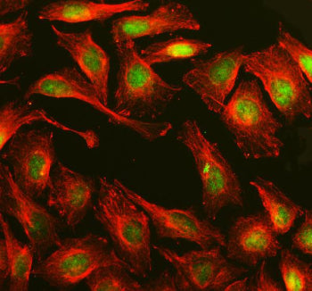 Immunofluorescent staining of MPLKIP using anti-MPLKIP antibody (green) and anti-Beta Tubulin antibody (red). MPLKIP was detected in an immunocytochemical section of U2OS cells. Enzyme antigen retrieval was performed using IHC enzyme antigen retrieval reagent for 15 mins. The cells were blocked with 10% goat serum. And then incubated with 5 ug/ml rabbit anti-MPLKIP antibody and mouse anti-Beta Tubulin antibody overnight at 4oC.