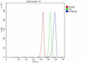 Flow Cytometry analysis of U251 cells using anti- p70 S6K antibody. Overlay histogram showing U251 cells stained with (Blue line). To facilitate intracellular staining, cells were fixed with 4% paraformaldehyde and permeabilized with permeabilization buffer. The cells were blocked with 10% normal goat serum. And then incubated with rabbit anti- p70 S6K antibody (1 ug/million cells) for 30 min at 20oC.