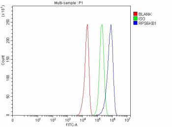 Flow Cytometry analysis of U251 cells using anti- p70 S6K antibody. Overlay histogram showing U251 cells stained with (Blue line). To facilitate intracellular staining, cells were fixed with 4% paraformaldehyde and permeabilized with permeabilization buffer. The cells were blocked with 10% normal goat serum. And then incubated with rabbit anti- p70 S6K antibody (1 ug/million cells) for 30 min at 20oC.