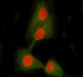 Immunofluorescent staining of STAT5A/B using anti-STAT5A/B antibody (red) and anti-Beta Tubulin antibody (green). STAT5A/B was detected in immunocytochemical section of HELA cell. Enzyme antigen retrieval was performed using IHC enzyme antigen retrieval reagent for 15 mins. The cells were blocked with 10% goat serum. And then incubated with 5 ug/ml rabbit anti-STAT5A/B antibody and mouse anti-Beta Tubulin antibody overnight at 4oC.