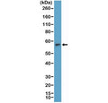 Western blot testing of human Jurkat cell lysate with recombinant TdT antibody at 1:2000 dilution. Predicted molecular weight: ~56 kDa.