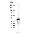 Western blot testing of human spleen tissue lysate using recombinant Granzyme B antibody (clone GZMB/4539R). Predicted molecular weight: 29-37 kDa.