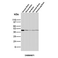 Western blot analysis of Human Brain, Mouse Brain, Rat Brain, Hamster Brain and Guinea pig Brain tissue lysates using CK-BB antibody (clone CKBB/6871). Predicted molecular weight ~43 kDa.