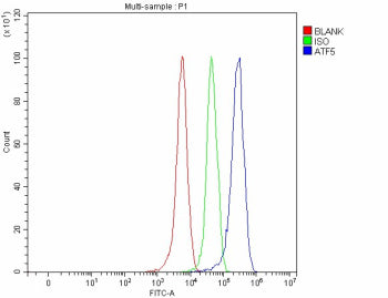 Flow Cytometry analysis of 293T cells using anti-ATF5 antibody. Overlay histogram showing 293T cells stained with (Blue line). To facilitate intracellular staining, cells were fixed with 4% paraformaldehyde and permeabilized with permeabilization buffer. The cells were blocked with 10% normal goat serum. And then incubated with rabbit anti-ATF5 antibody (1 ug/million cells) for 30 min at 20oC.