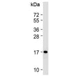 Western blot testing of mouse BA/F3 cell lysate with Cox4i1 antibody at 1:2000. Predicted molecular weight ~20 kDa.