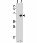 Western blot analysis of BMP7 antibody and 293 cell lysate either nontransfected (Lane 1) or transiently transfected (2) with the BMP7 gene. Predicted molecular weight: 49 kDa protein cleaved into ~33 and ~15 kDa segments.