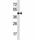 NKX2.5 antibody western blot analysis in mouse liver tissue lysate. Predicted molecular weight ~35kDa, routinely observed at 35~45kDa.