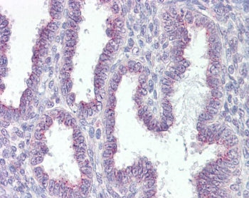 IHC testing of FFPE human uterus tissue with RER1 antibody at 3.75ug/ml. Required HIER: steamed antigen retrieval with pH6 citrate buffer; AP-staining.