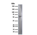 Western blot testing of human HeLa cell lysate using IRF3 antibody (clone PCRP-IRF3-3B2). Predicted molecular weight ~47 kDa.