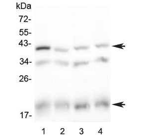 Western blot testing of 1) rat spleen, 2) rat thymus, 3) mouse spleen and 4) mouse thymus lysate with Baff receptor antibody at 0.5ug/ml. Predicted molecular weight ~19 kDa (monomer), ~40 kDa (dimer).