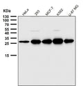 Western blot testing of human samples using the PDGFB antibody at 1:3000 dilution for 1 hour at room temperature. Predicted molecular weight ~27 kDa. Light dimer banding may be observed at 40-50 kDa and multimers at 90-100 kDa.