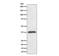 Western blot testing of human HeLa cell lysate with BMP2 antibody. Expected molecular weight: 13-14 kDa per monomer.