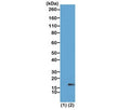 Western blot of recombinant Histone H3.3 (1) and acid extracts of HeLa cells (2) using recombinant H3K18me1 antibody at 1 ug/ml showed a band of Histone H3 monomethylated at Lysine 18 (K18me1) in HeLa cells.