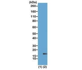 Western blot of recombinant Histone H3.3 (1) and acid extracts of HeLa cells (2) using recombinant H3K18me1 antibody at 1 ug/ml showed a band of Histone H3 monomethylated at Lysine 18 (K18me1) in HeLa cells.