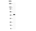 Western blot testing of Aurora A antibody at and mouse ovary lysate. Expected molecular weight: ~46kDa.