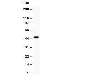 Western blot testing of Aurora A antibody at and mouse ovary lysate. Expected molecular weight: ~46kDa.