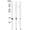 Western blot testing of 1) ZR4, 2) whole zebrafish and 3) zebrafish muscle lysate with HIST1H2BJ antibody. Predicted molecular weight ~14 kDa.