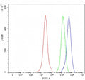 Flow cytometry testing of fixed and permeabilized human JK cells with MMACHC antibody at 1ug/million cells (blocked with goat sera); Red=cells alone, Green=isotype control, Blue= MMACHC antibody.