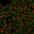 Immunofluorescent staining of PFA-fixed human HeLa cells with PRDM1 antibody (green, clone PCRP-PRDM1-2B9) and CF640R phalloidin (red).
