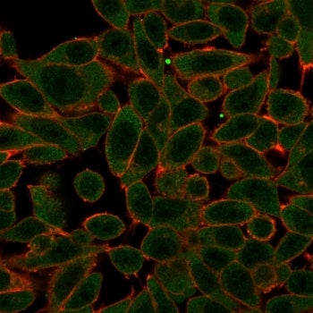 Immunofluorescent staining of PFA-fixed human HeLa cells with PRDM1 antibody (green, clone PCRP-PRDM1-2B9) and CF640R phalloidin (red).