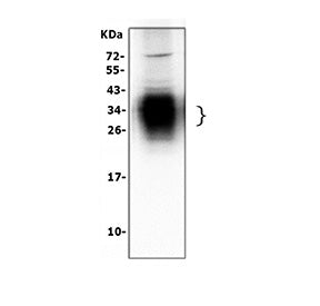 Western blot testing of SFTPA1 antibody and Lane 1: rat lung; 2: rat lung (different lot); 3: human Raji lysate. Predicted molecular weight: ~26 kDa but may be observed at higher molecular weights due to glycosylation.