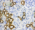 IHC-P: PBP antibody testing of rat kidney tissue.