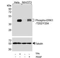 Western blot testing of human HeLa and mouse NIH3T3 cells treated with TPA (200nM) and PDGF (100ng/ml) using phospho-ERK1/2 antibody.